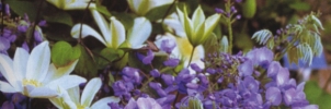 wisteria-sinensis-clematis-wadas-memory